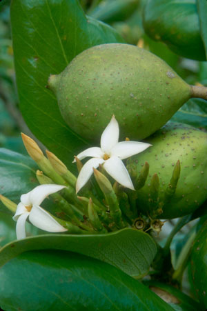 Casasia clusiifolia