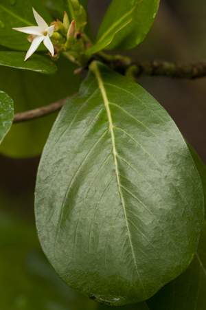 Casasia clusiifolia