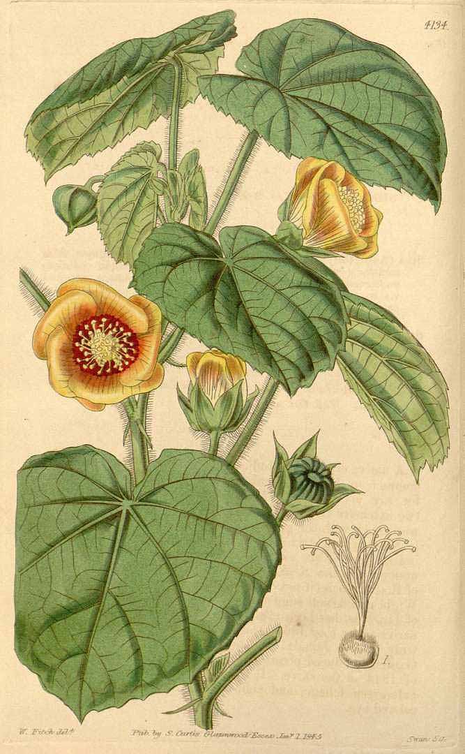 Abutilon hirtum