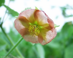 Abutilon hulseanum