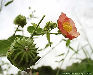 Abutilon hulseanum