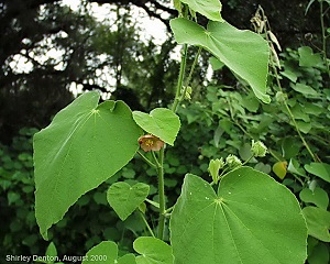 Abutilon hulseanum