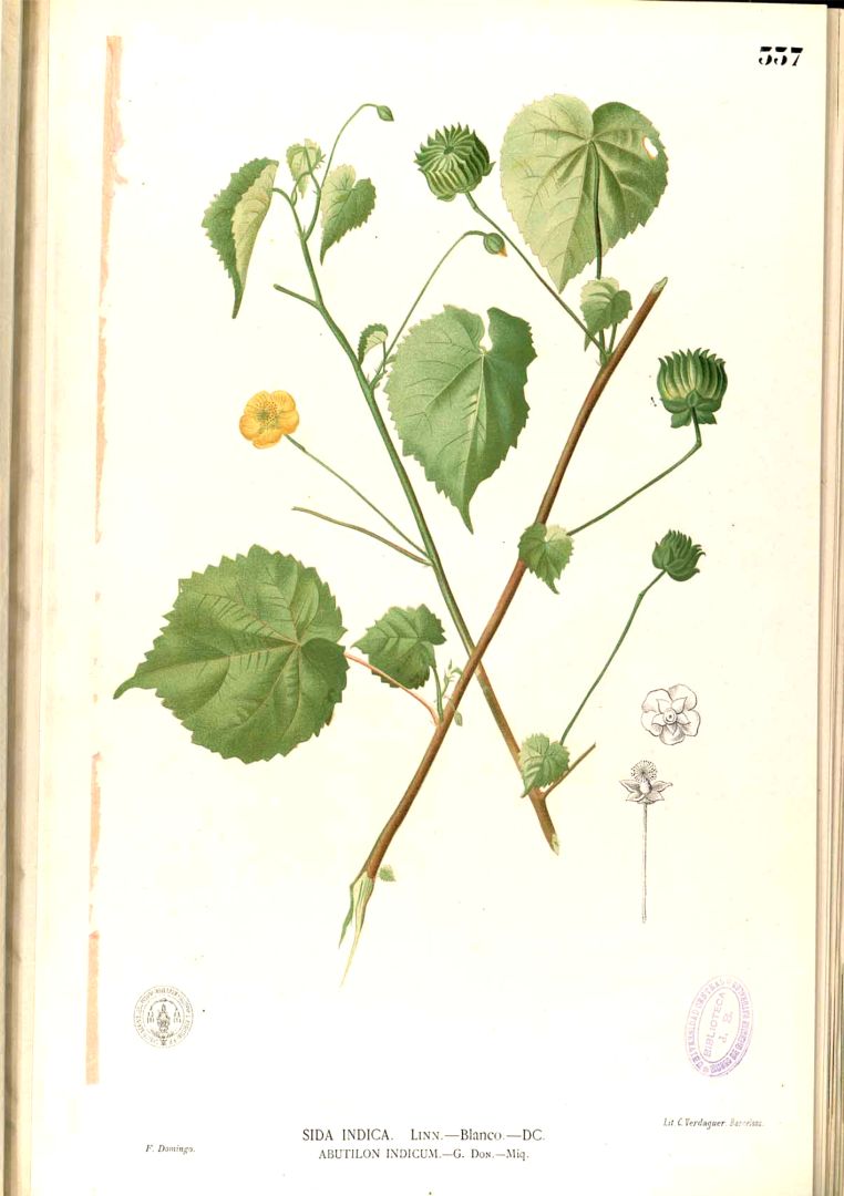 Abutilon indicum