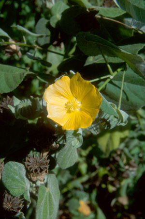 Abutilon permolle