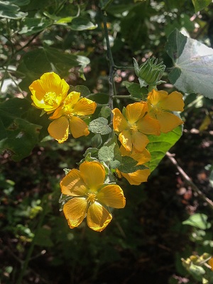 Abutilon permolle