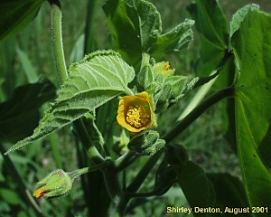 Abutilon theophrasti