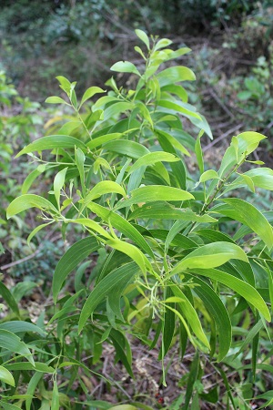 Acacia auriculiformis