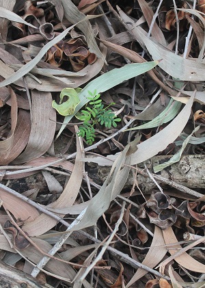 Acacia auriculiformis