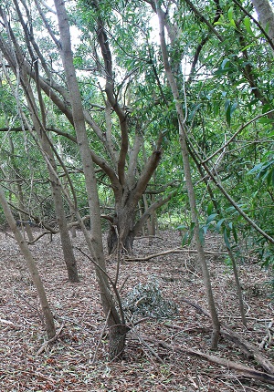 Acacia auriculiformis