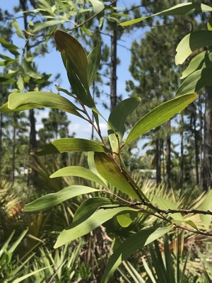 Acacia auriculiformis