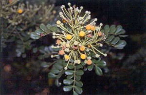 Vachellia choriophylla