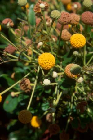 Vachellia choriophylla