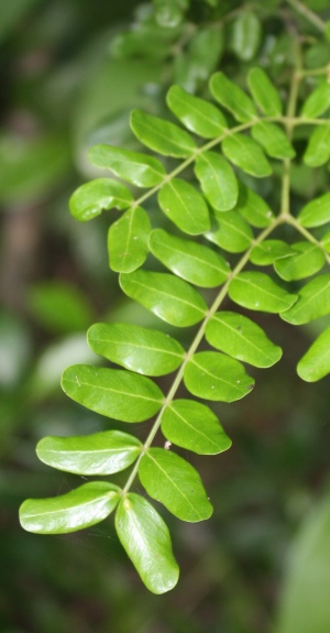 Vachellia choriophylla