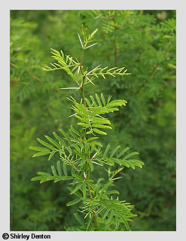 Vachellia farnesiana