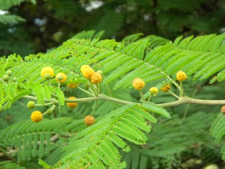 Vachellia macracantha