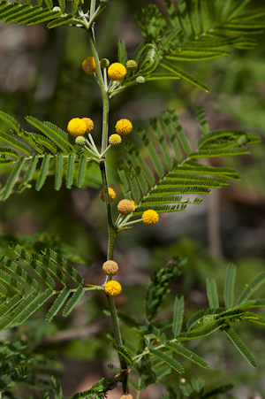 Vachellia macracantha