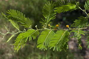 Vachellia macracantha