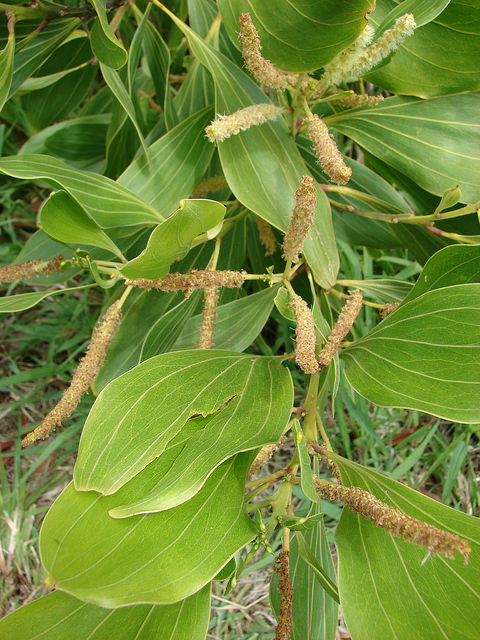 Acacia mangium