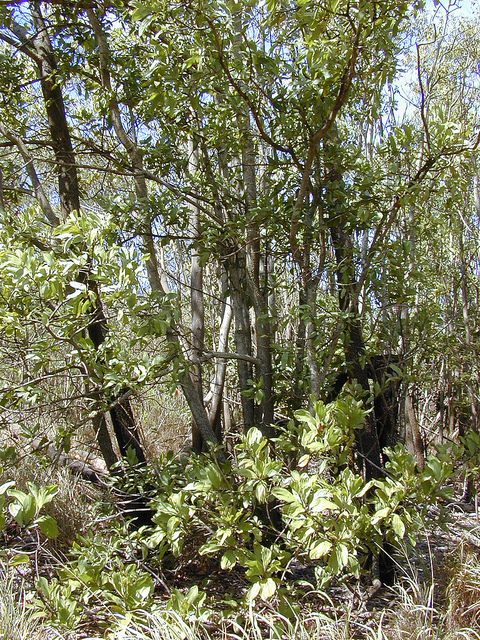 Acacia mangium