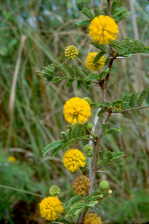 Vachellia farnesiana