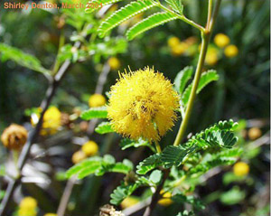 Vachellia farnesiana