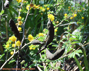 Vachellia farnesiana