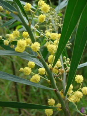 Acacia retinodes