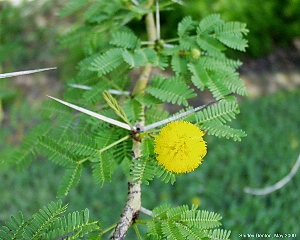 Vachellia tortuosa