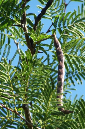 Vachellia tortuosa