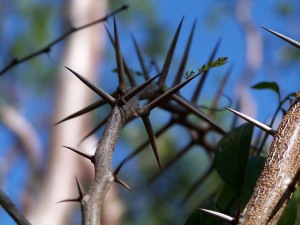 Vachellia tortuosa