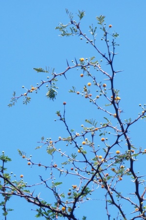 Vachellia tortuosa