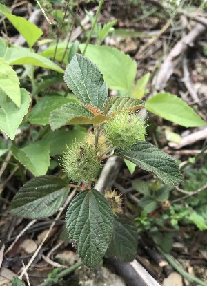 Acalypha alopecuroidea