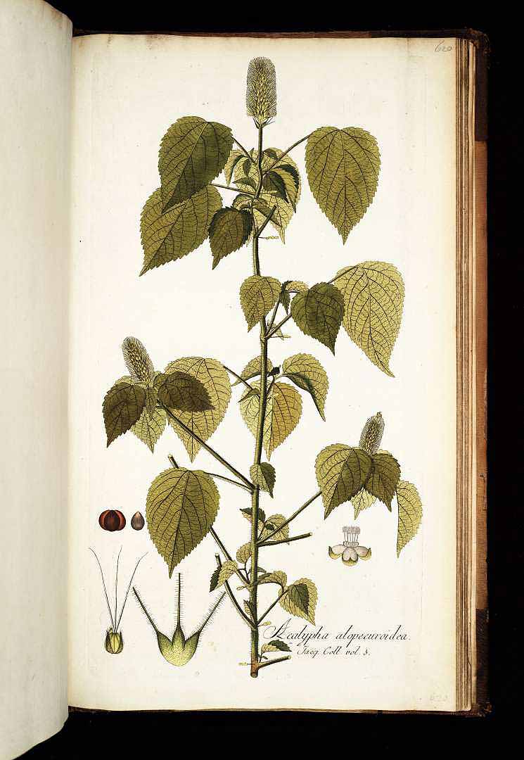 Acalypha alopecuroidea