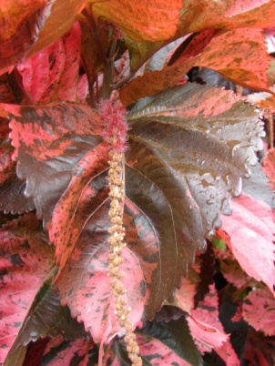 Acalypha amentacea