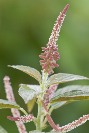 Acalypha arvensis