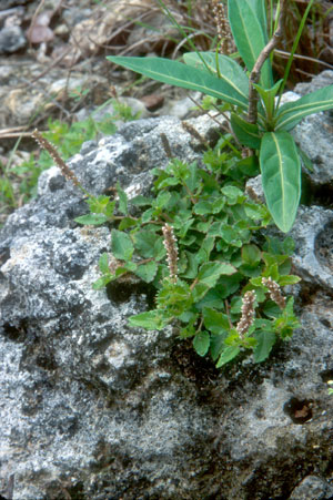 Acalypha chamaedrifolia