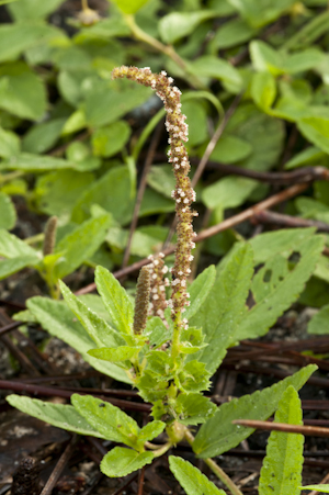 Acalypha chamaedrifolia