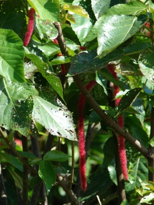 Acalypha hispida