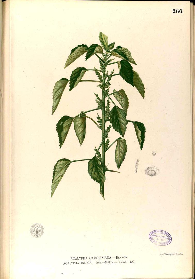 Acalypha indica