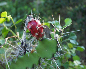 Acanthocereus tetragonus