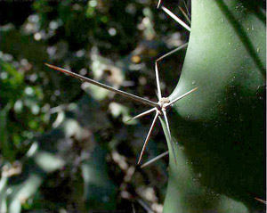 Acanthocereus tetragonus