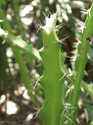 Acanthocereus tetragonus