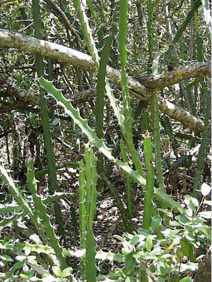 Acanthocereus tetragonus