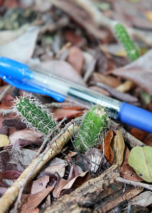 Acanthocereus tetragonus