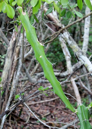 Acanthocereus tetragonus