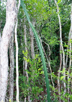 Acanthocereus tetragonus