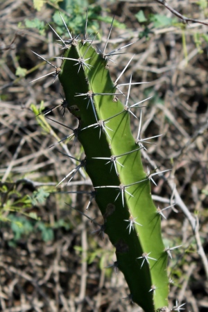 Acanthocereus tetragonus