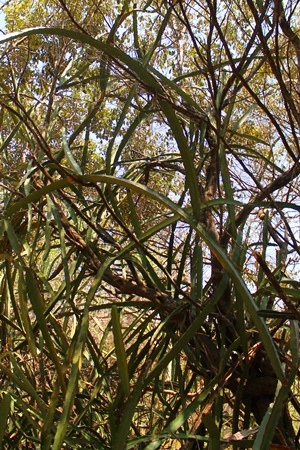 Acanthocereus tetragonus