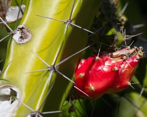 Acanthocereus tetragonus