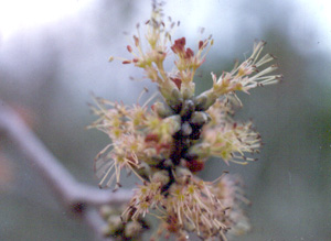 Acer rubrum